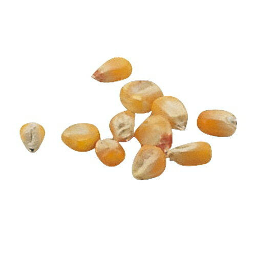 アーテック 野菜の種　とうもろこし 4521718027388