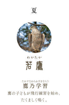 水手钢笔SHIKIORI—四季织—野山之歌钢笔“若鹰”中细（MF） 11-1231-302 4901680605768