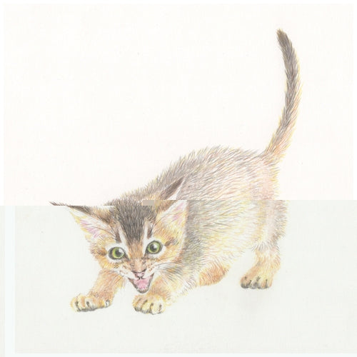 トンボ鉛筆 色鉛筆 CQ-NA24C 24色 紙箱入 4901991016338