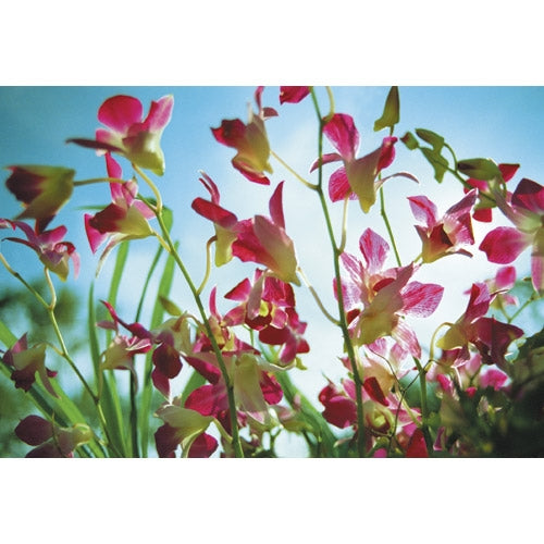 スマートバリュー 写真用光沢紙A4 100枚 A029J 4547345048022