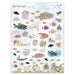 ซีลนกยูง SWIMMY 22-906 4961187229065 (5 ชุด)