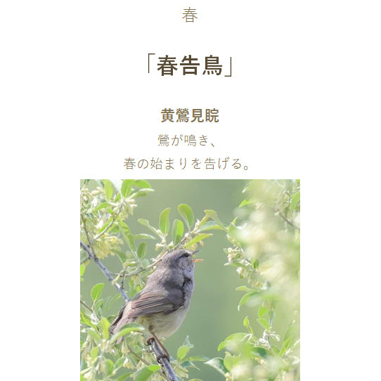 Sailor Sailor Füllfederhalter SHIKIORI – Four Seasons – Song of the Wilderness Patronentinte Harutsugedori 130400237