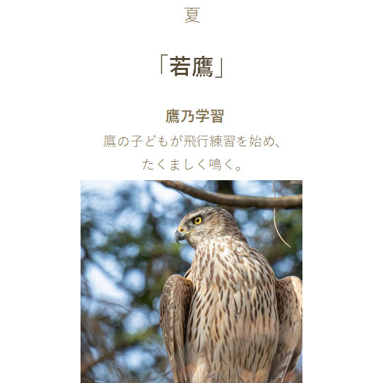 قلم حبر بحار بحار شيكوري - شيكي أوري - أغنية الجبال خرطوشة حبر واكاتاكا 130400238