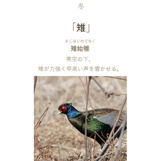 Sailor Sailor Füllfederhalter SHIKIORI – Four Seasons – Song of the Wilderness Patronentinte Fasan 130400240