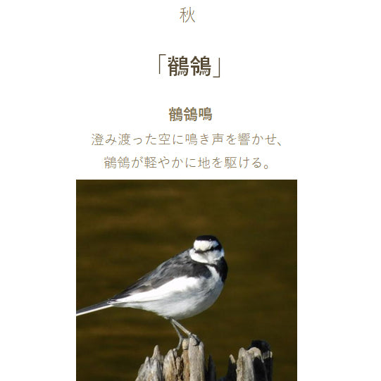 قلم حبر بحار بحار شيكوري - شيكوري - أغنية البرية قلم حبر زجاجة حبر 20 مل سيكيوري 131008239