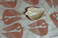 Kurashiki design kata kata estampado placa tezumi (alphadori)